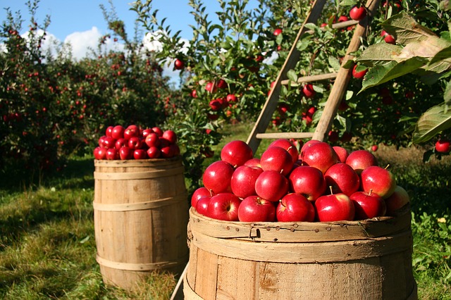 Apple orchard.